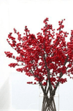 Ilex twigs