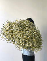 Ramunėlių puokštė | Pink Ocean Gėlės