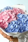 Pink/Blue Hydrangeas