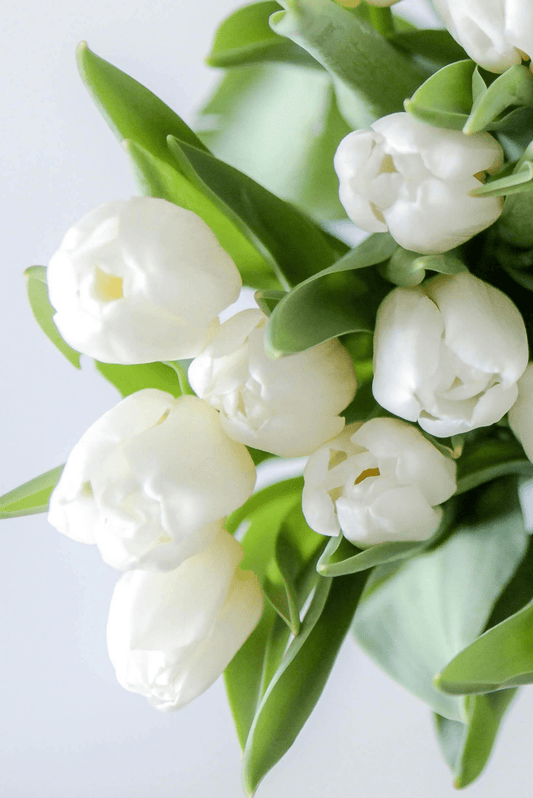 Baltos Tulpės