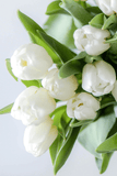 White tulips