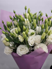 Balta Eustoma