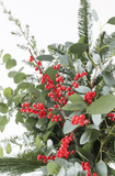 Ilex ir eukaliptas