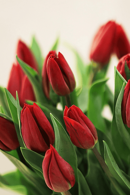 Raudonos tulpės