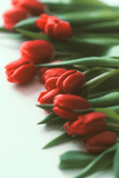 Red tulips