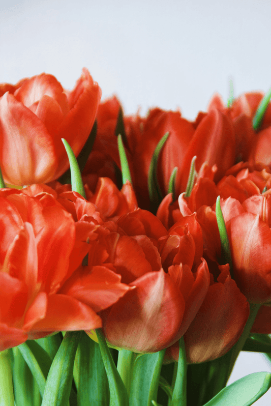 Raudonos pilnavidurės tulpės