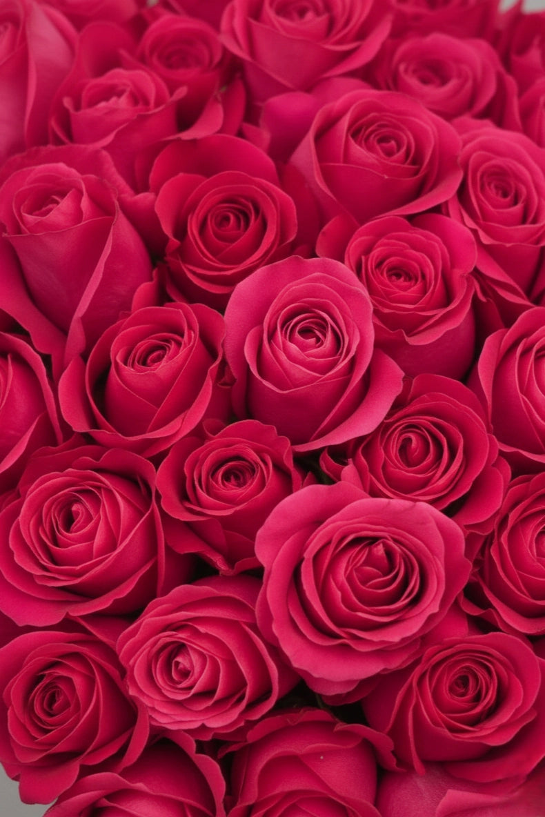 Ryškiai rožinės Pink Floyd rožės