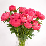 Bijūnai „Coral“