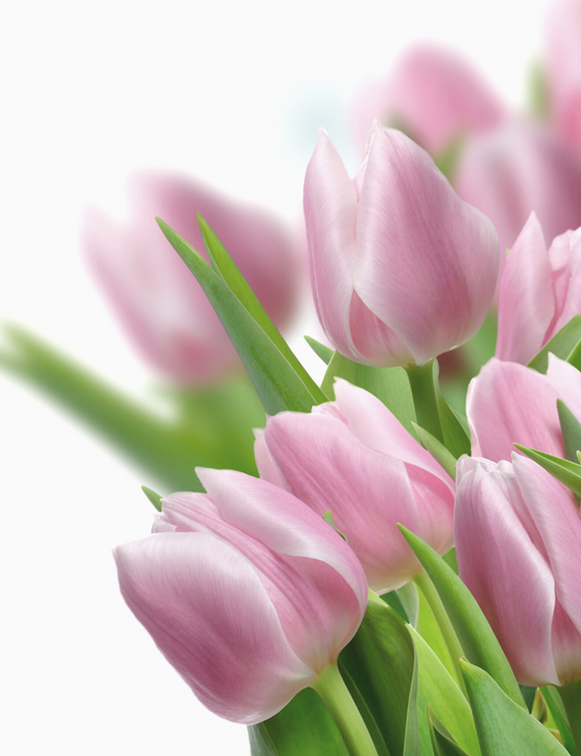 Tulpių puokštė | Pink Ocean Gėlės